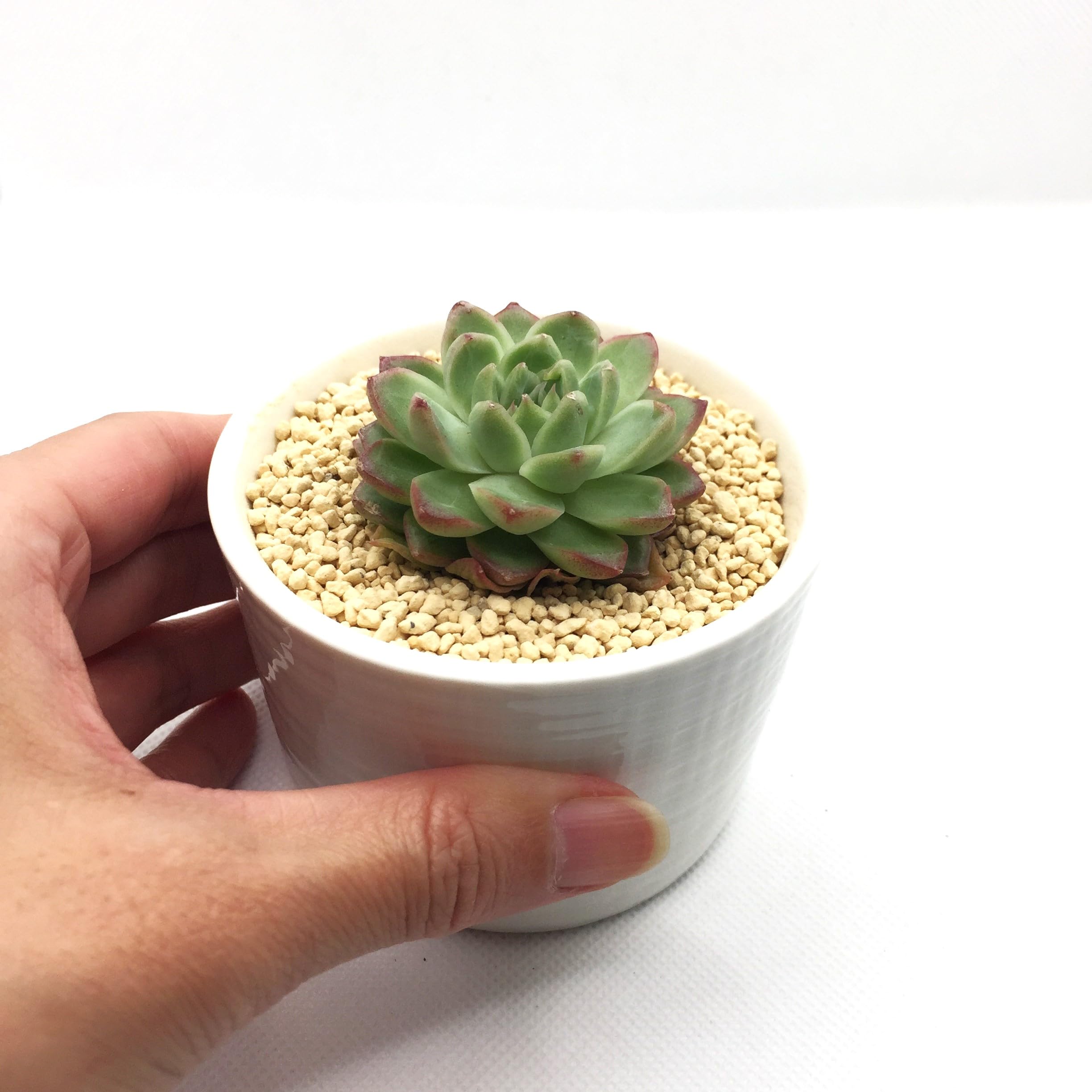 Amazon.co.jp: レッドクイーン 多肉植物7.5㎝ポット エケベリア 根付苗