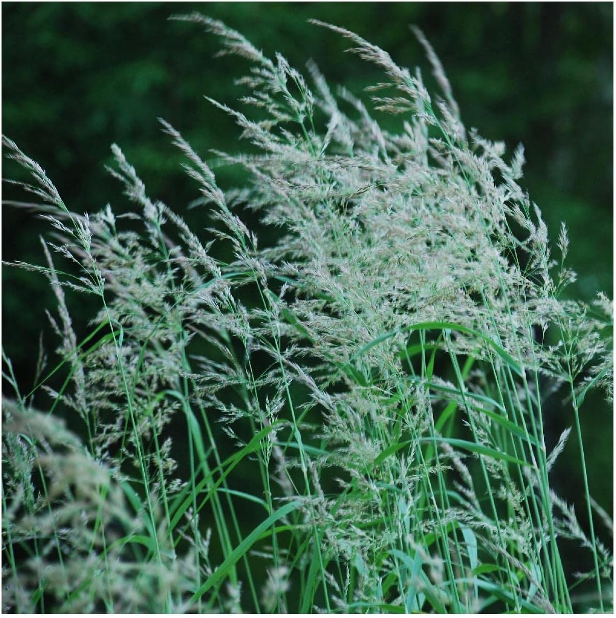 Everwilde Farms - 1 Oz Blue Joint Grass Native Grass Seeds - Gold Vault