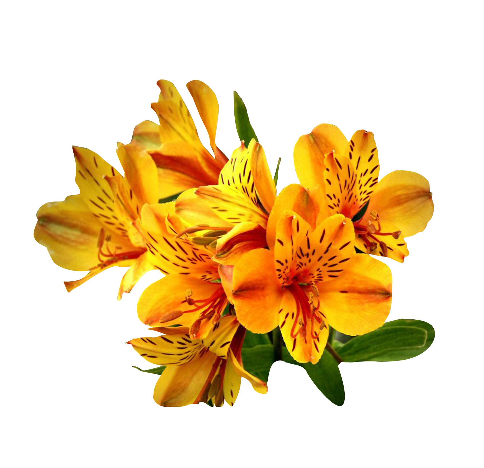 Futaba Alstroemeria Flower Seeds-Orange-100Pcs (B07NWJMHMZ) Amazon Price History, Amazon Price Tracker