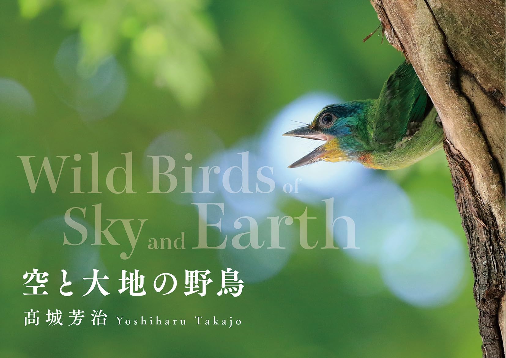 空をイメージする鳥 カワセミ：空飛ぶ宝石｜野鳥写真図鑑｜キヤノンバードブランチ
