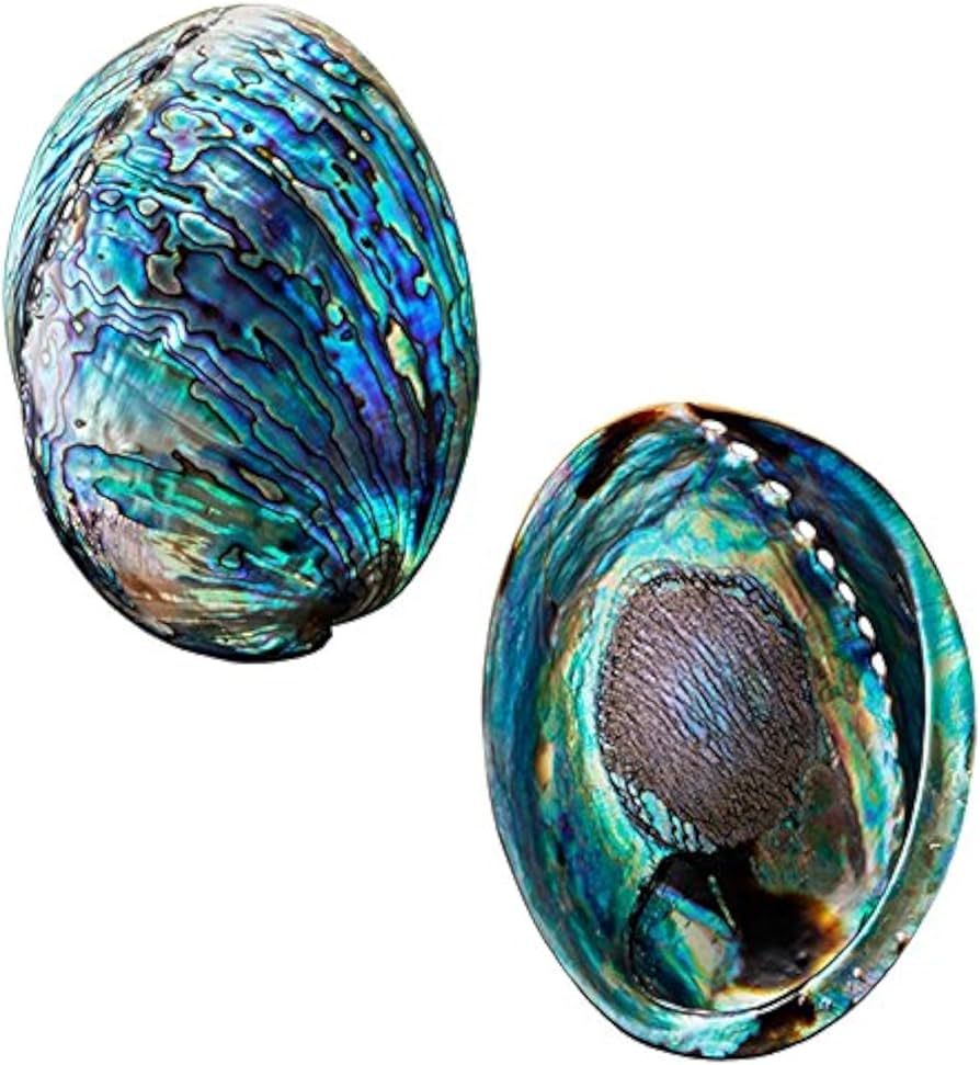 Amazon.com: 拋光鮑魚殼,4.5 英吋(約11.4 公分)至5.5 英吋(約14.0 公分