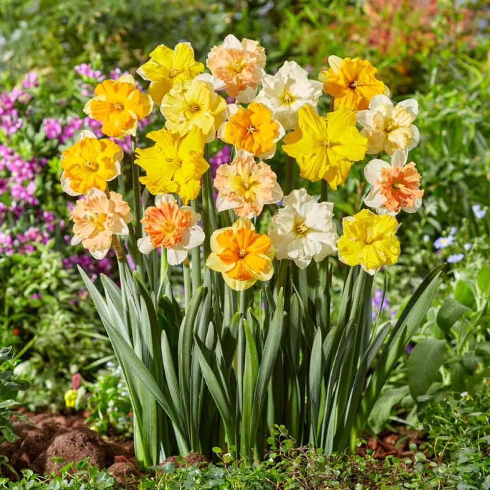 YouGarden Collared Daffodil Mix, 20 x Bulbs, Size 10/12