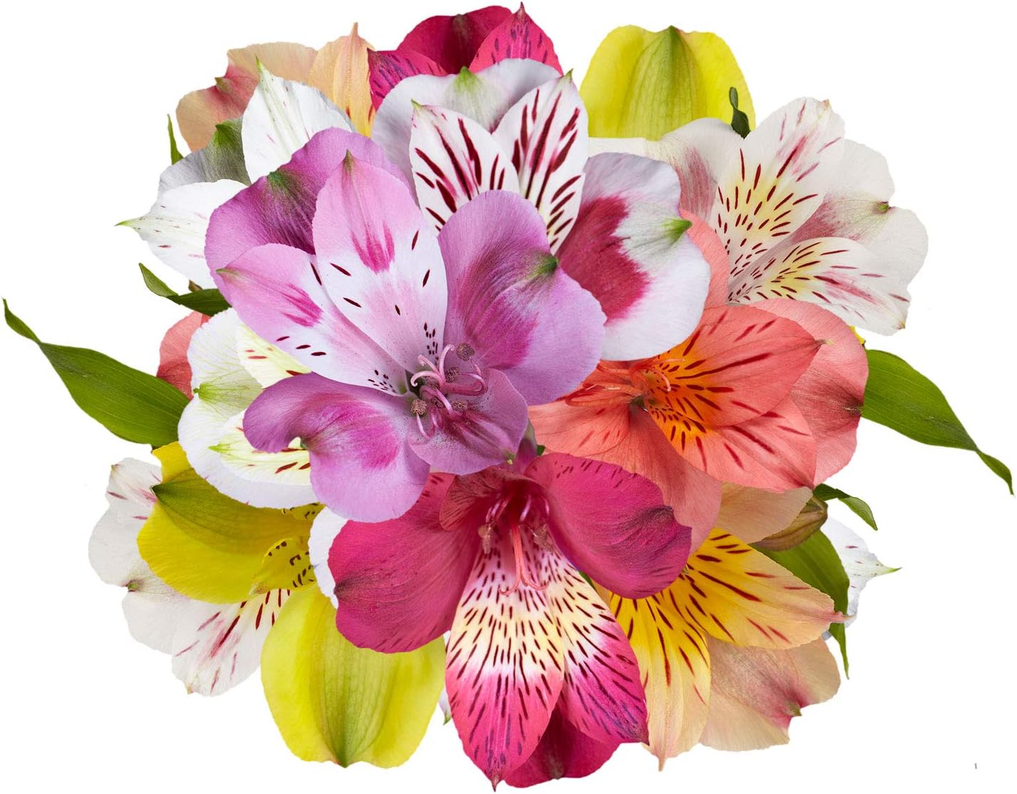 GlobalRose 30 Assorted Alstroemeria Flowers – Responsibly Sourced Peruvian Lilies Flowers – Hand-Picked Flowers Fresh Bouquet for Graduation, Anniversary & Special Occasions (3 Bunches of 10 Stems)