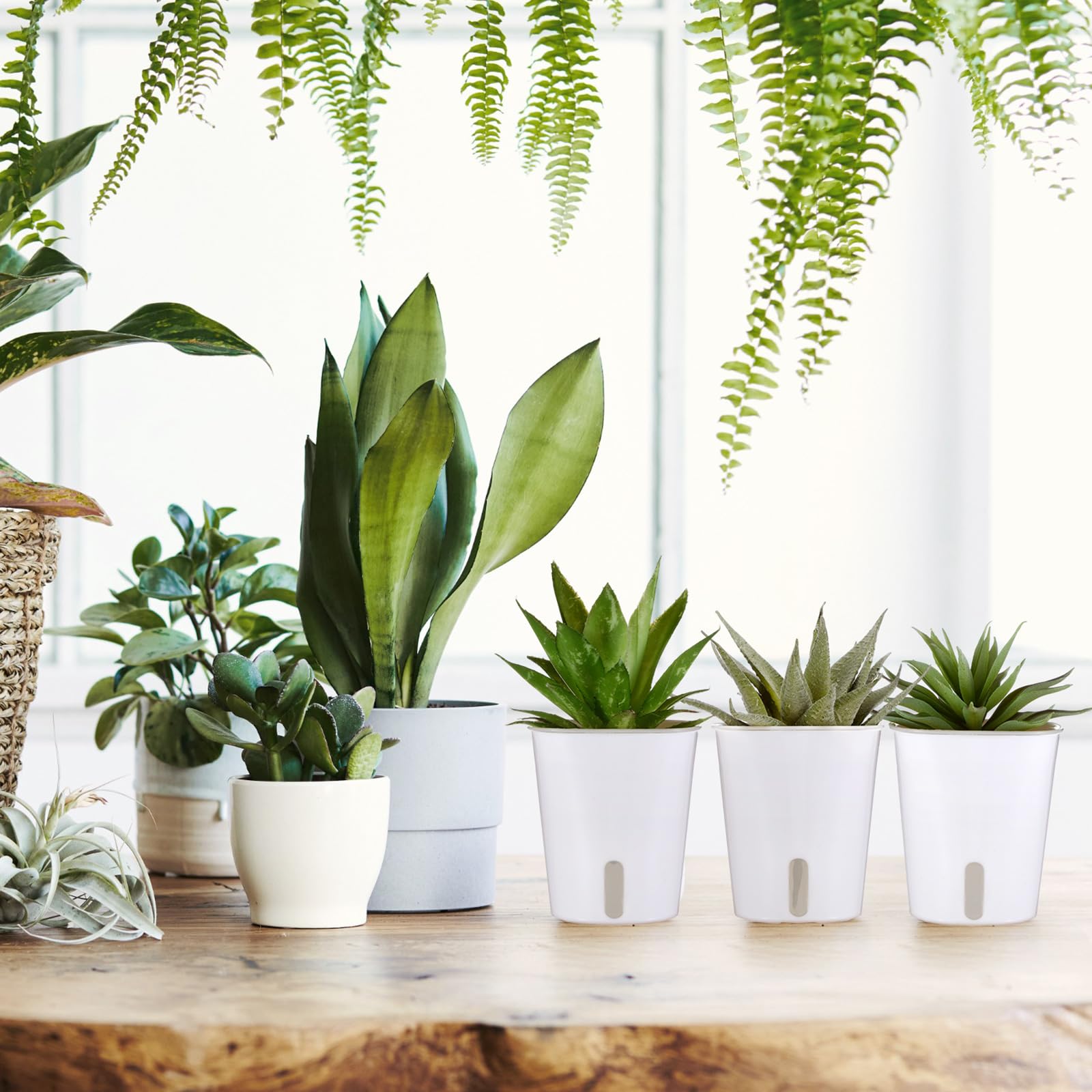 Amazon.com : Ziliny 30 Pcs 3 Inch Self Watering Pots Self Watering