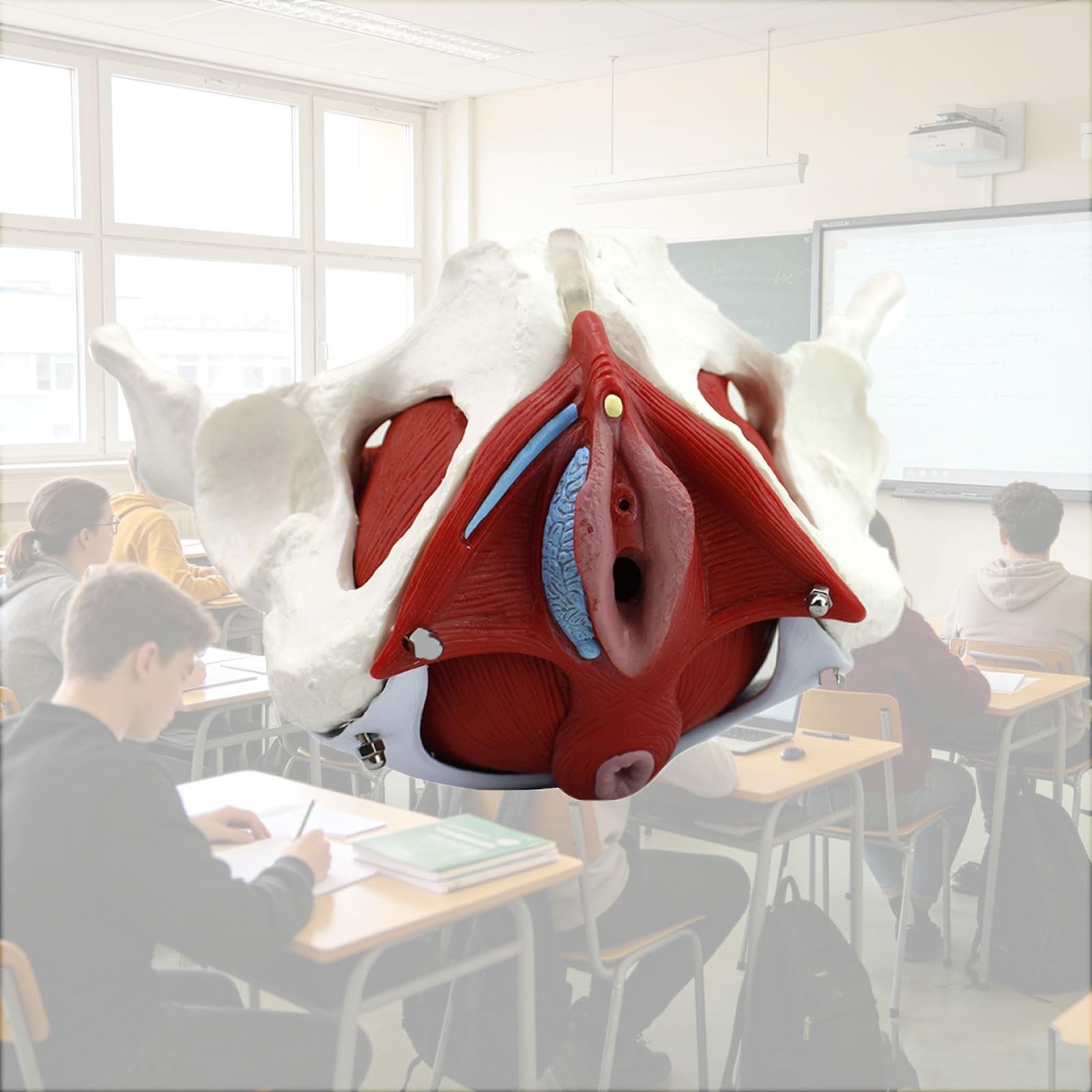 Zdejmowany Model Miednicy Kobiecej Do Celów Dydaktycznych I Ekspozycyjnych | Model Szkieletu Miednicy Kobiecej Naturalnej Wielkości, Model Do Badań Naukowych, Model Mięśni Dna Miednicy