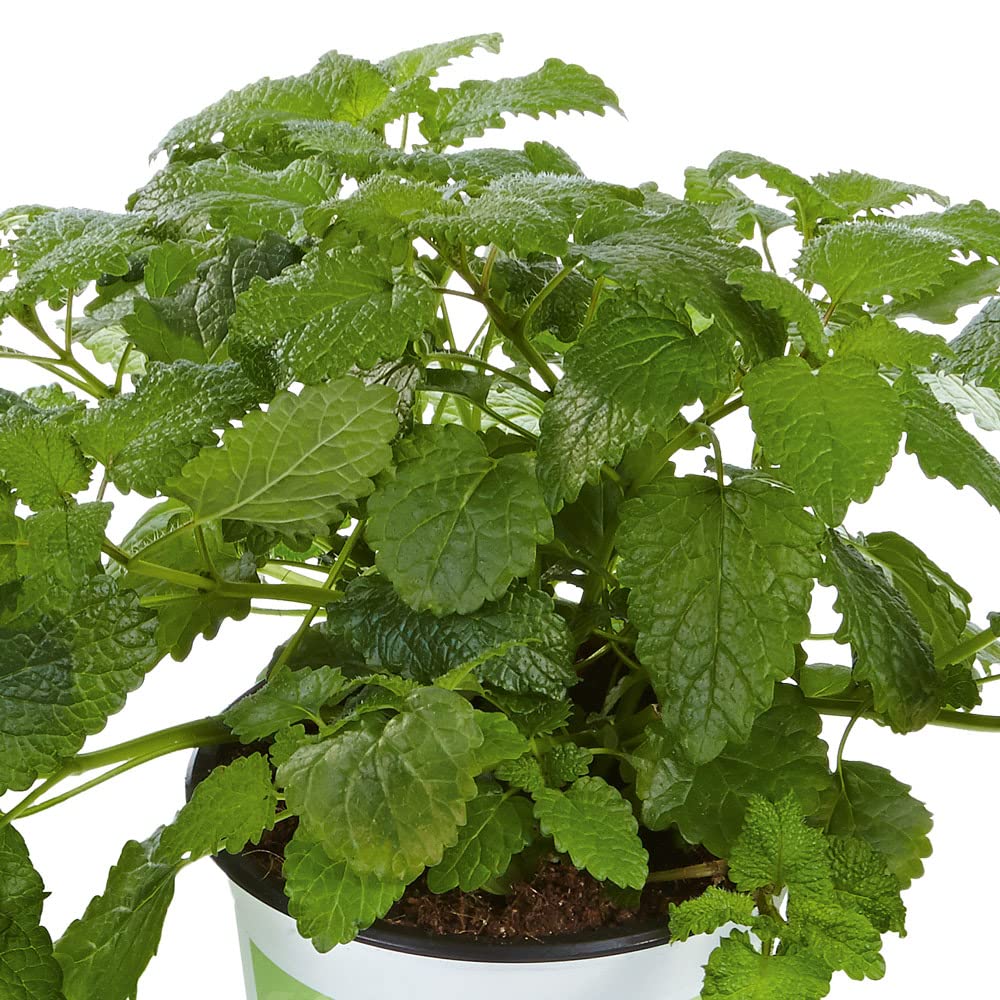 Lemon Balm Plants, Ready for The Garden. 'Fit'. Herbaceous Perennial with a Lemon Aroma. 9cm Plant x 2. Available from Bedwen Plants.