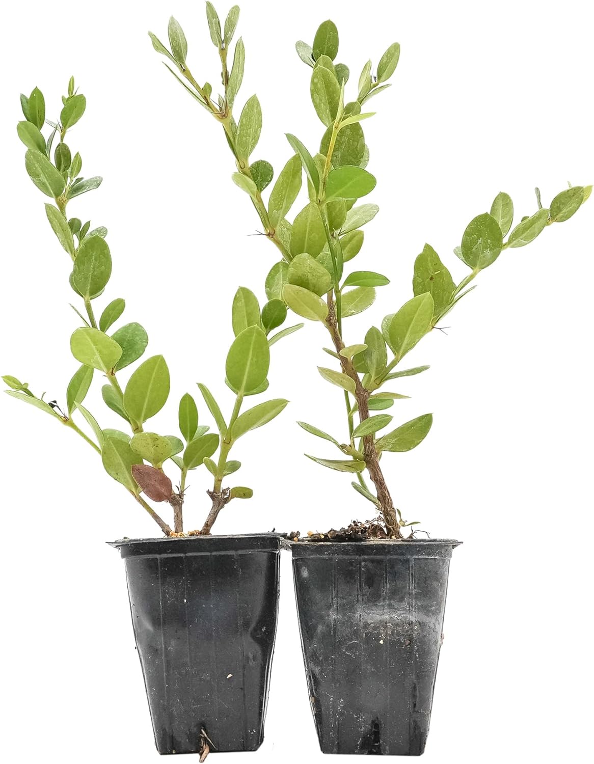 2 Green Carpet Natal Plum in 3.5" Nursery Cubes | Carissa ‘Green Carpet’ | Low-Growing Evergreen Groundcover for Landscapes, Slopes & Borders | Live Starter Plants