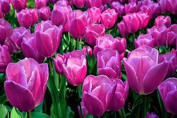Purple Tulip Bulbs for Planting - Easy to Grow Perennial Garden Flowers 10 Bulbs