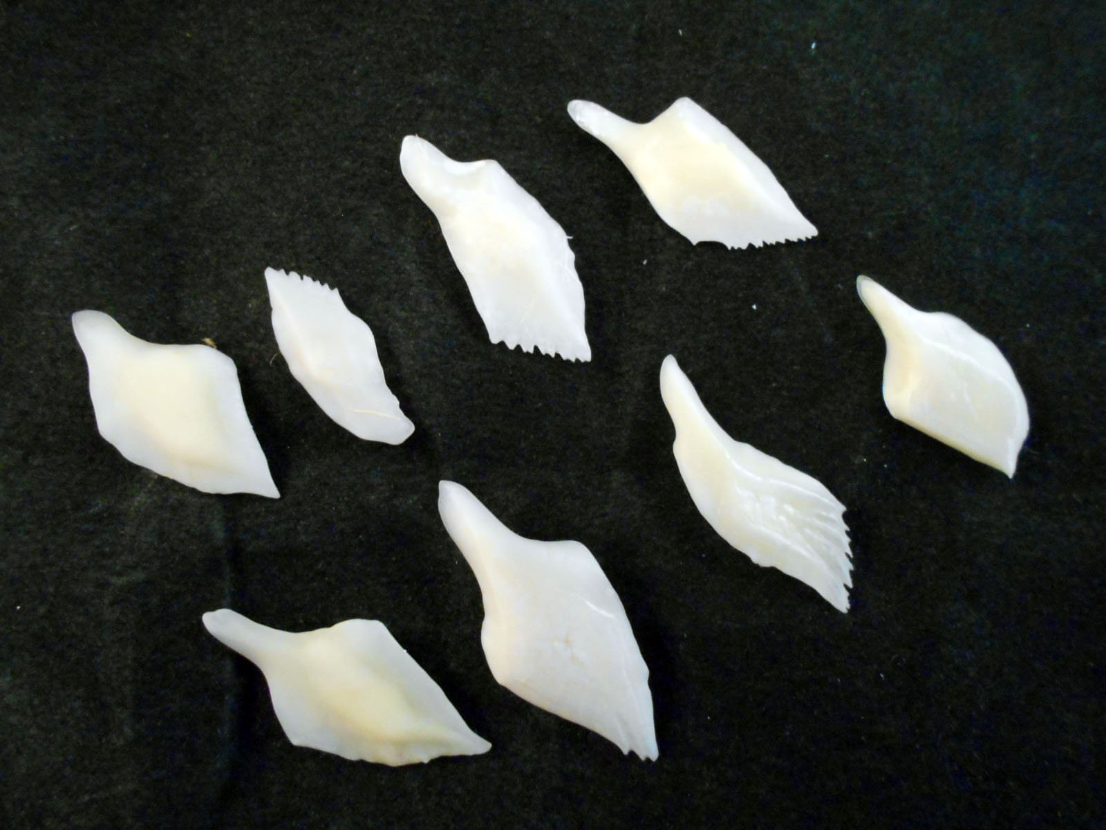 2 oz (100+) Natural White Gar Scales 1/2"-1 1/2" Taxidermy Crafts Fish Bone Nautical Jewelry Ocean Coastal