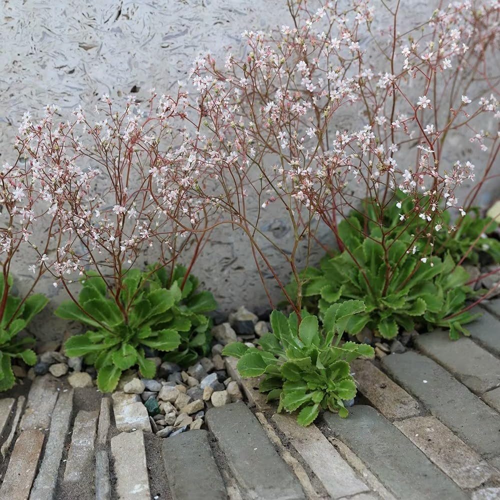 Plant Theory 9cm Pot Saxifraga Urbium London Pride Outdoor Perennial in Green