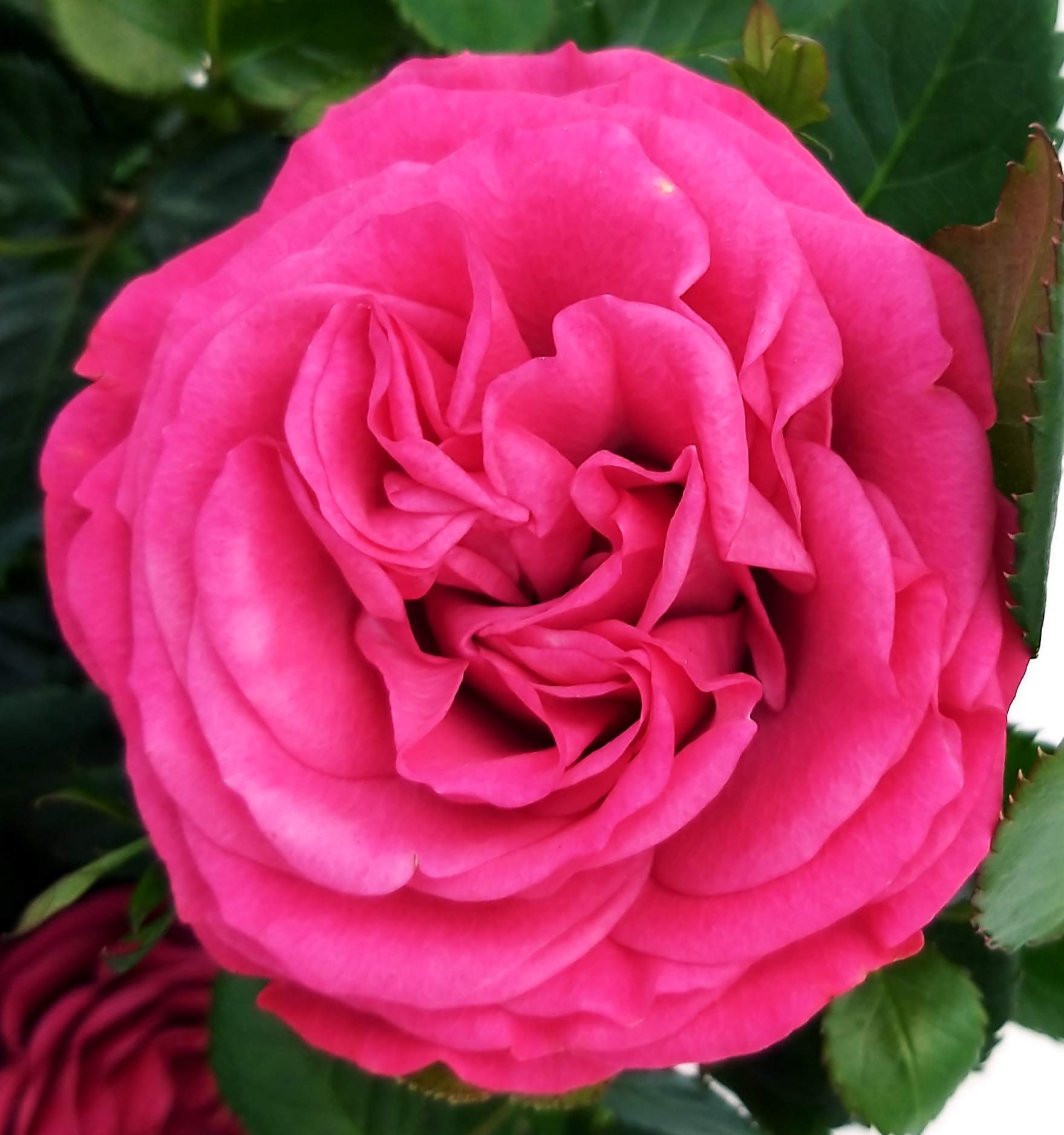 POWERS TO FLOWERSROSA DA GIARDINO RAMPICANTE e RIFIORENTE, ROSA LILLA, 2 PIANTE, Piante Vere