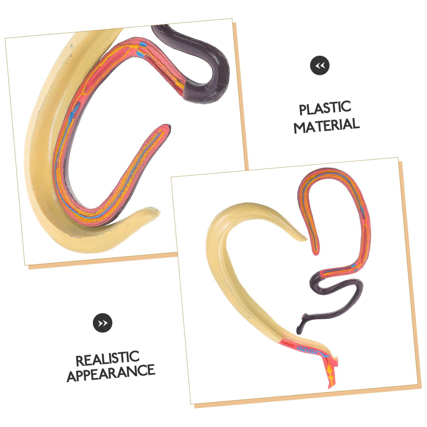 Modello Anatomico di Schistosoma Artificiale per Insegnamento | Smontabile, Plastico, per Aula di Biologia e Ricerca in Laboratorio, Materiale Didattico per Studenti