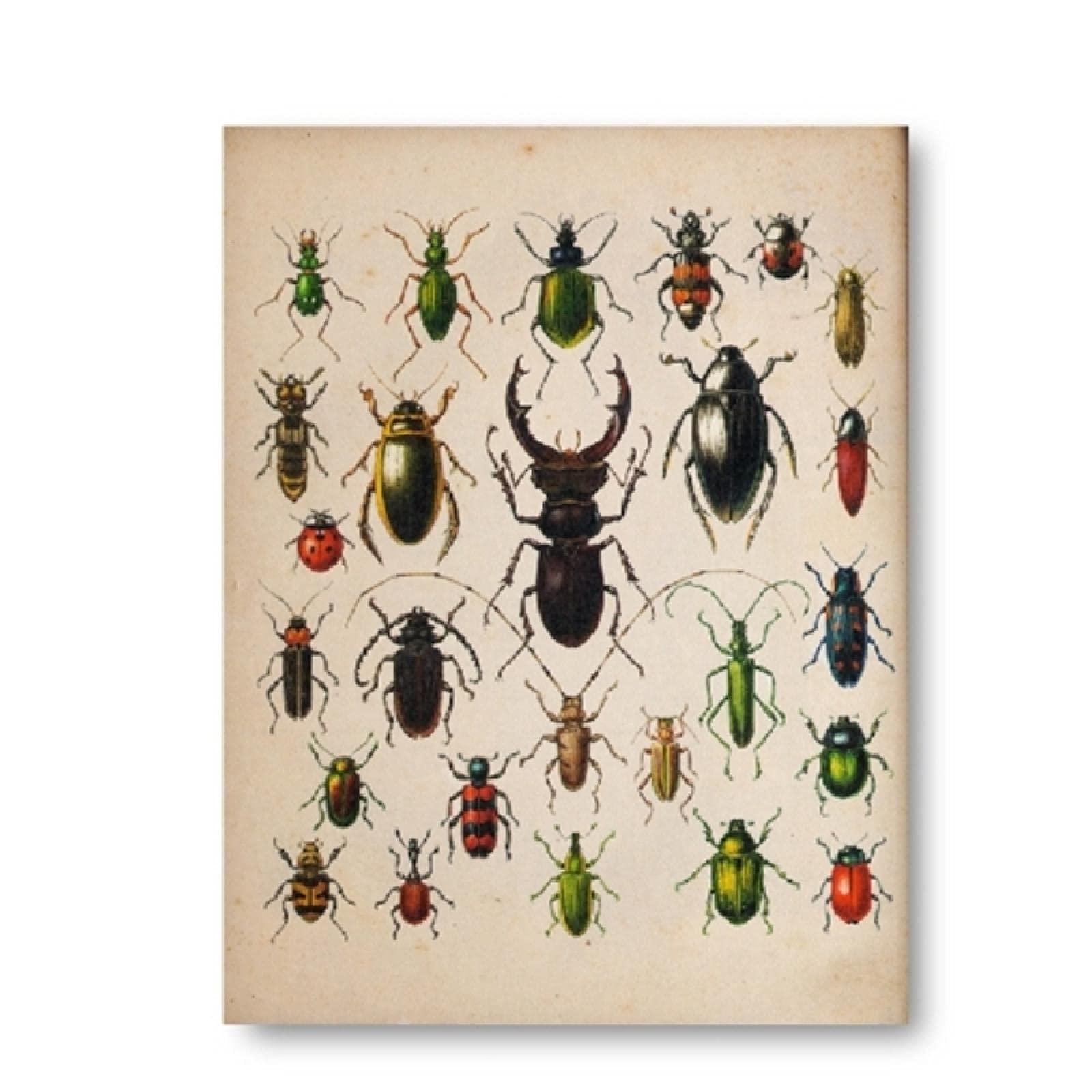 WILD COTTON Vintage Cicada Wall Art – Unframed 11x14 Giclée Print – Nature Poster – 1800s Drawing Reproduction – Victorian Naturalist Bug Study – Colorful Home Décor Butterfly Dragonfly Aesthetic