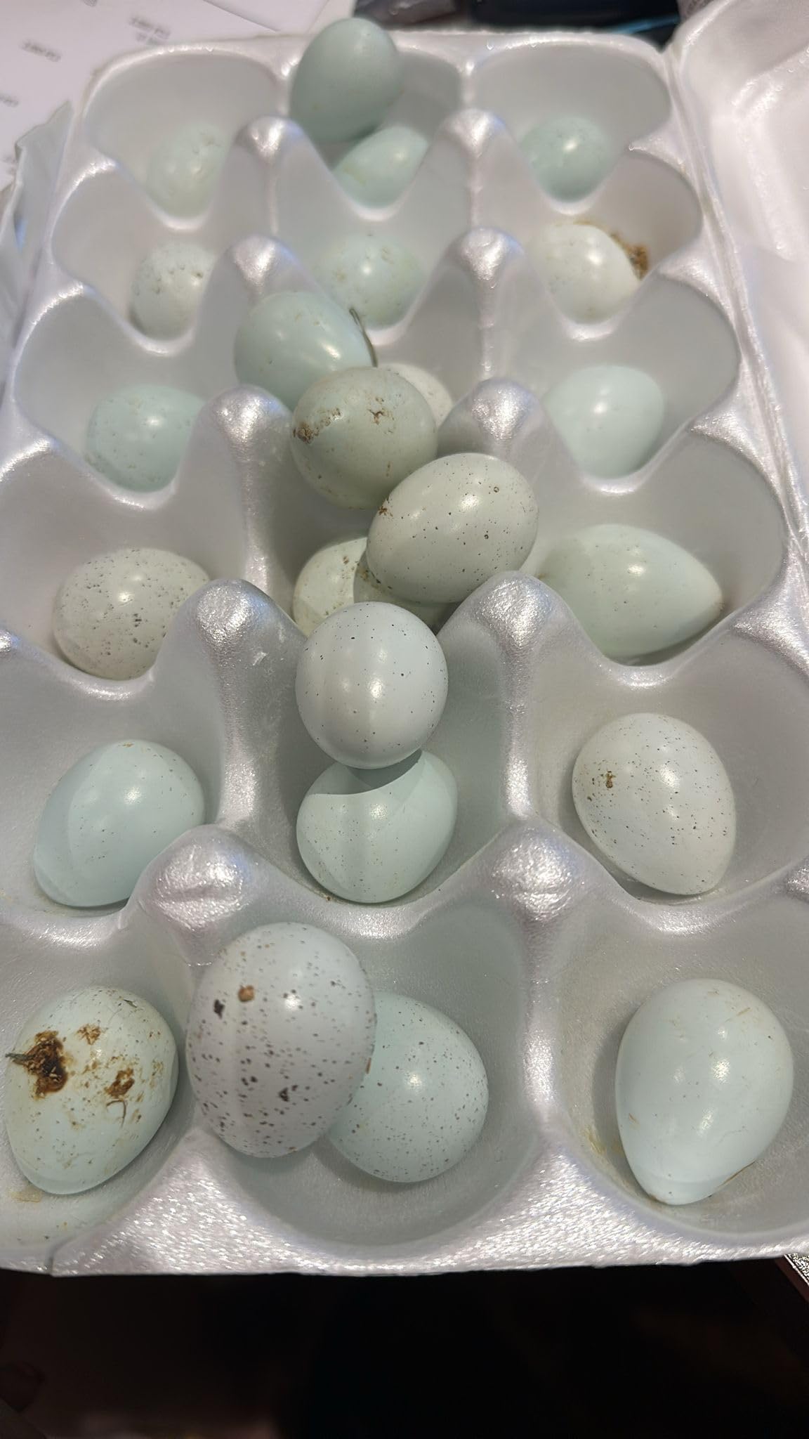 Hatching Quail eggs from Celadon Quail - blue eggs NPIP and AI clean #335 Fed organically and humanely raised (12)
