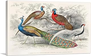 ARTCANVAS Common Peacock Ringed Horned Silver Pheasant Canvas Art Print Stretched Framed Painting Picture Poster Giclee Wall Decor by Oliver Goldsmith - 26" x 18" (1.50" Deep)