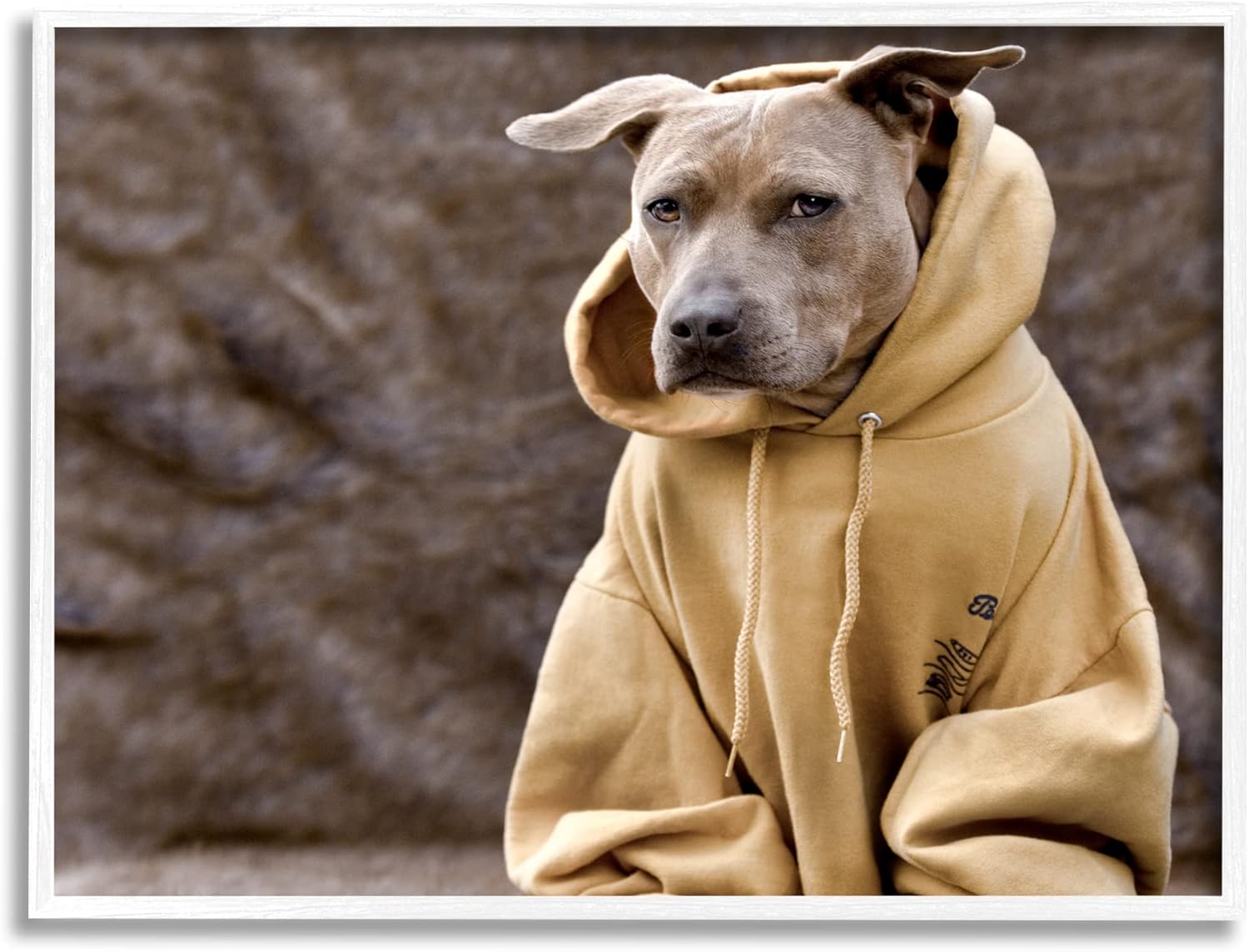 Stupell Industries Beautiful Dog Wearing Cozy Yellow Hoodie Photography, Design by Michael Brian