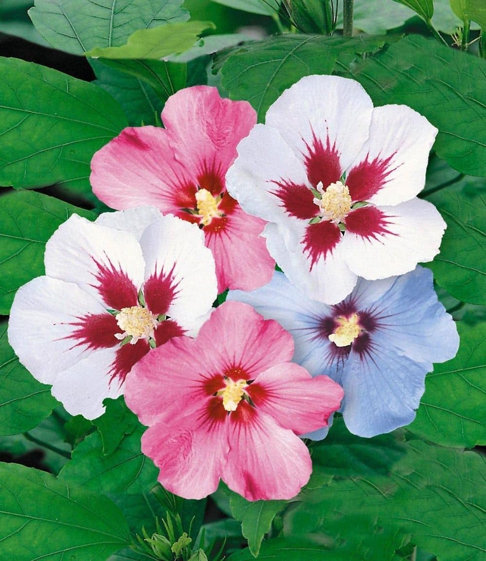 BALDUR Garten 5er Hibiskus-Hecke, Pflanzen im 9x9 cm-Topf | Hibiscus Syriacus, Heckenpflanzen blühend, Blüten essbar, winterhart, blühende und blickdichte Hecke
