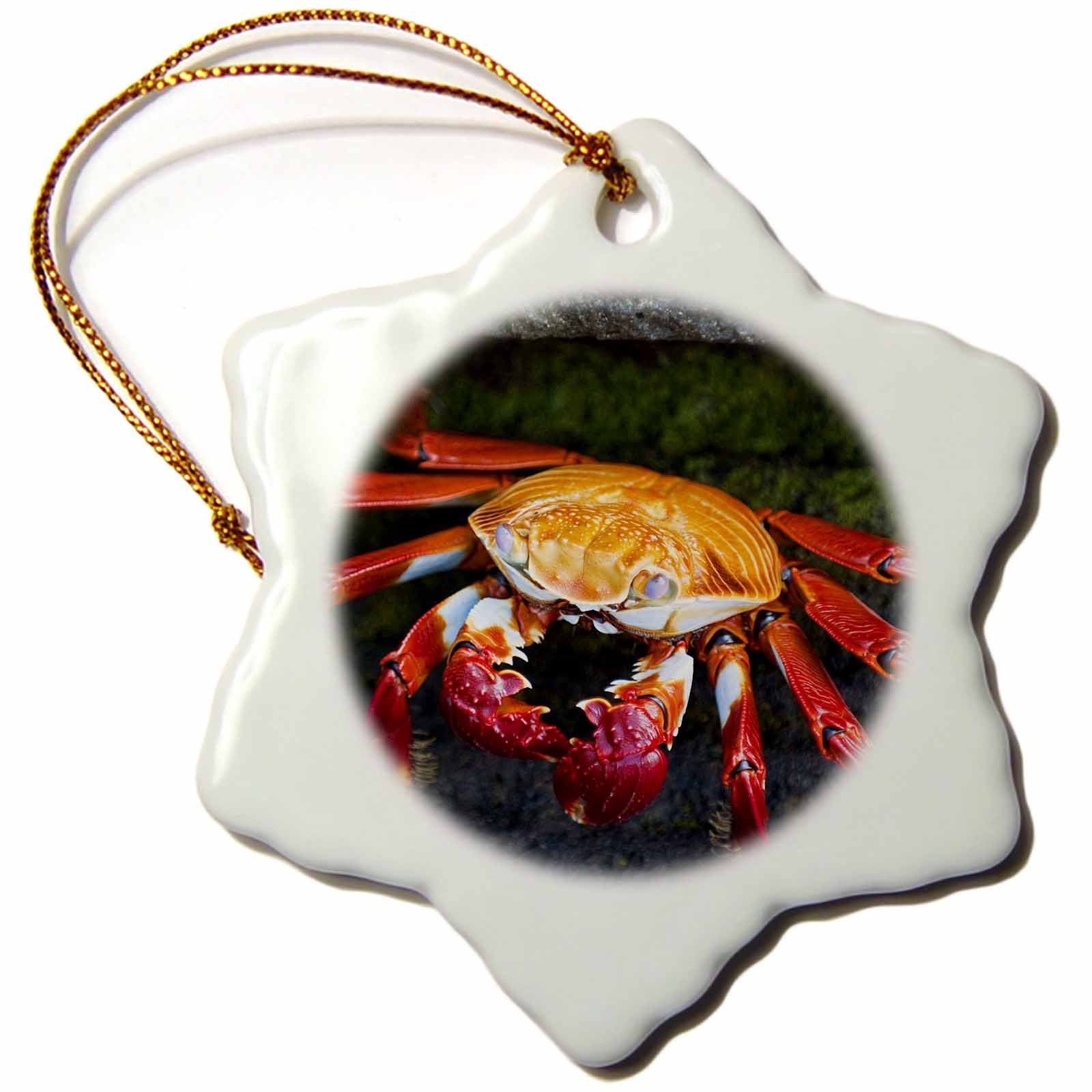 3dRose Ecuador, Galapagos Islands, Sally Lightfoot-SA07 MDE0078-Michael DE Freitas Snowflake Ornament, 3"
