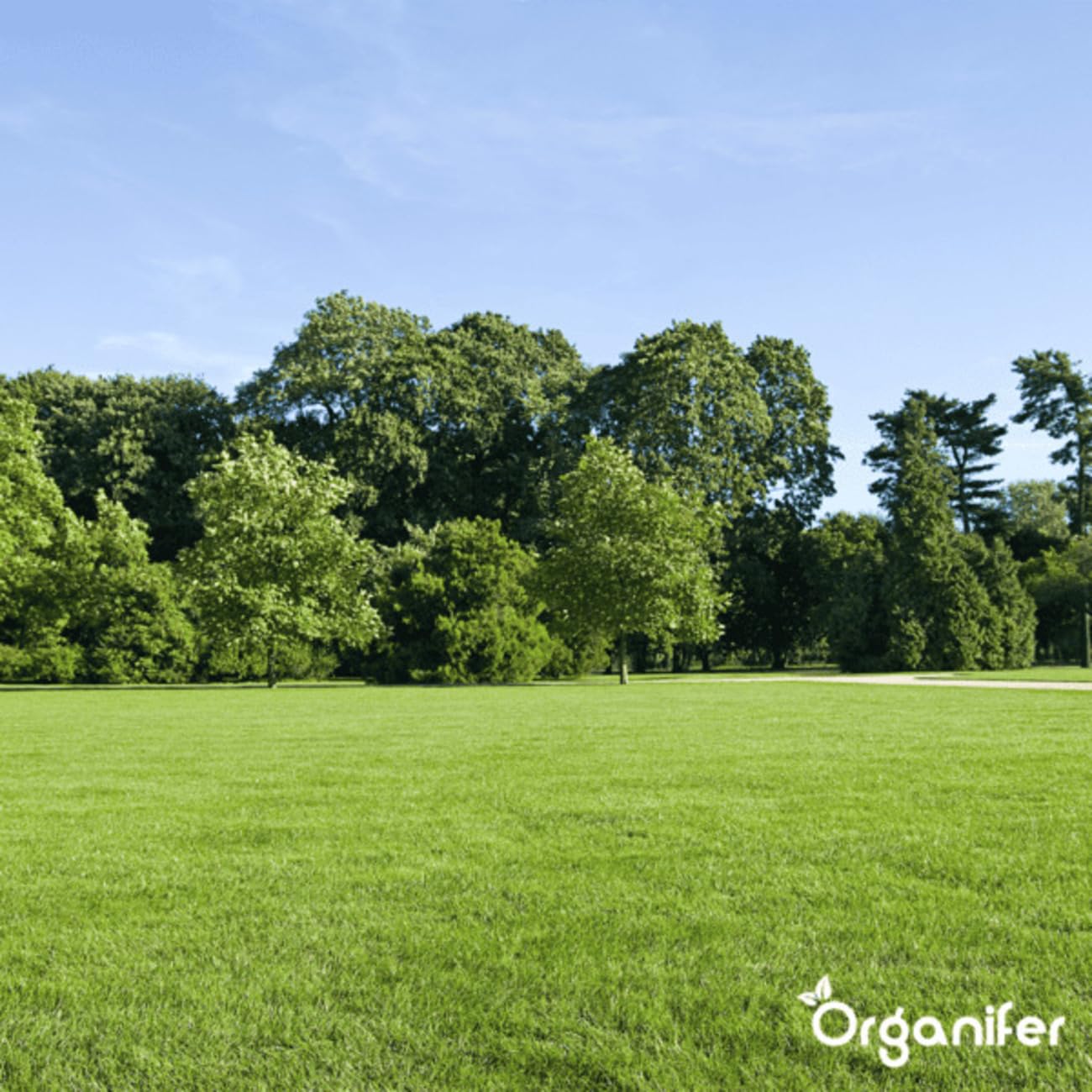 Organifer Graines De Gazon À Germination Rapide 1 Kg 50 M2 Pelouses Sportives