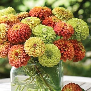 Zinnia elegans ‘Queeny Mixed’ (Zinnia elegans) Hardy Annual 1 Packet (15 Seeds) by Thompson and Morgan