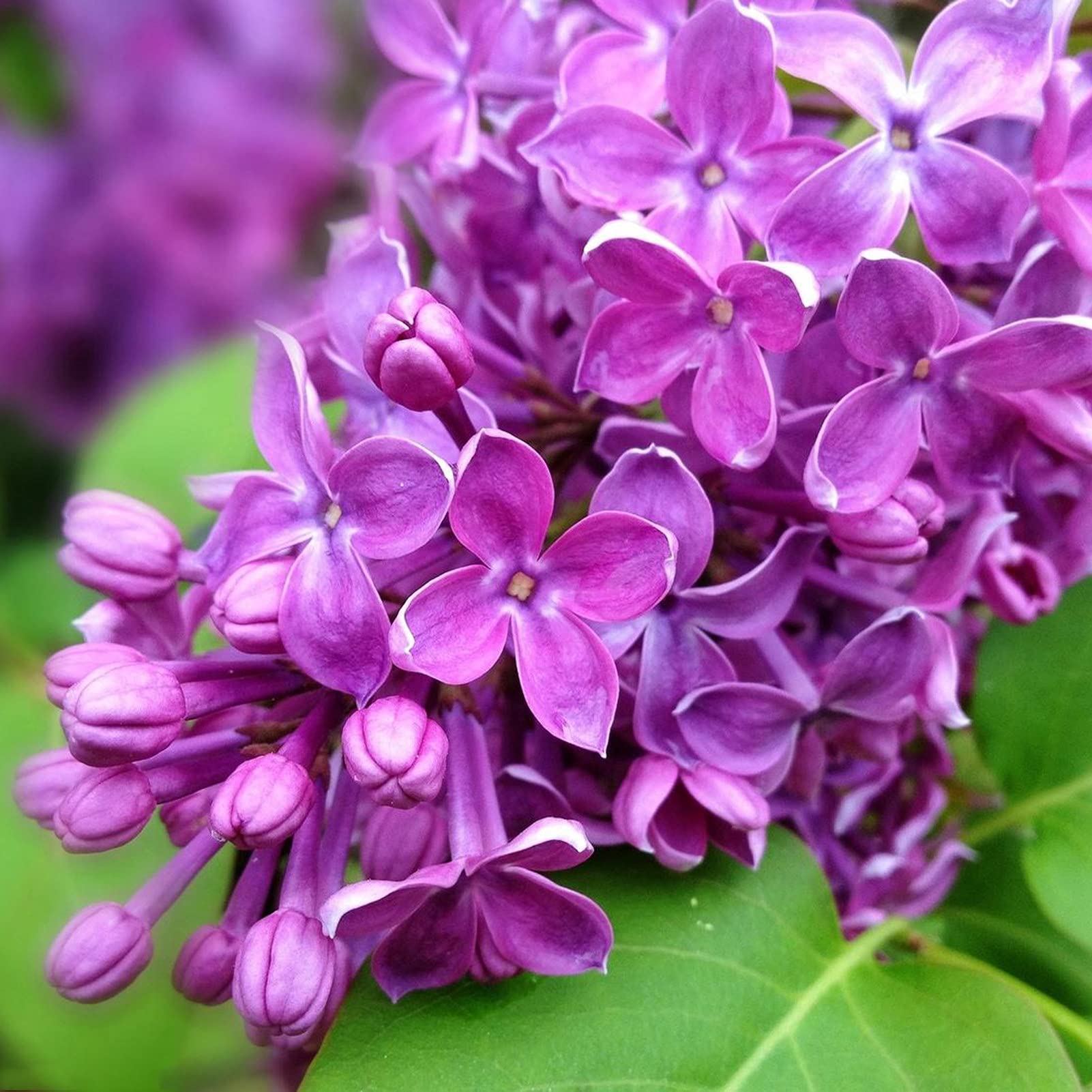 blueship 25Pcs Lilac Seeds for Planting, High Yield Purple Flower Easy to Cultivate Natural Lilac Seedlings for Bonsai - Syringa vulgaris Seeds for Planting,