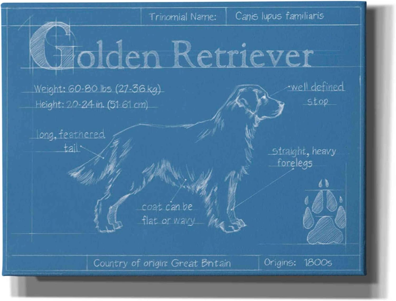 Epic Graffiti 'Blueprint Golden Retriever' by Ethan Harper Canvas Wall Art, 16"x12"