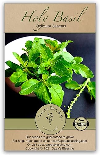 Gaea's Blessing Semillas – Semillas de albahaca sagrada – Semillas de reliquia con instrucciones de siembra fáciles de seguir – Sacred Tulsi de