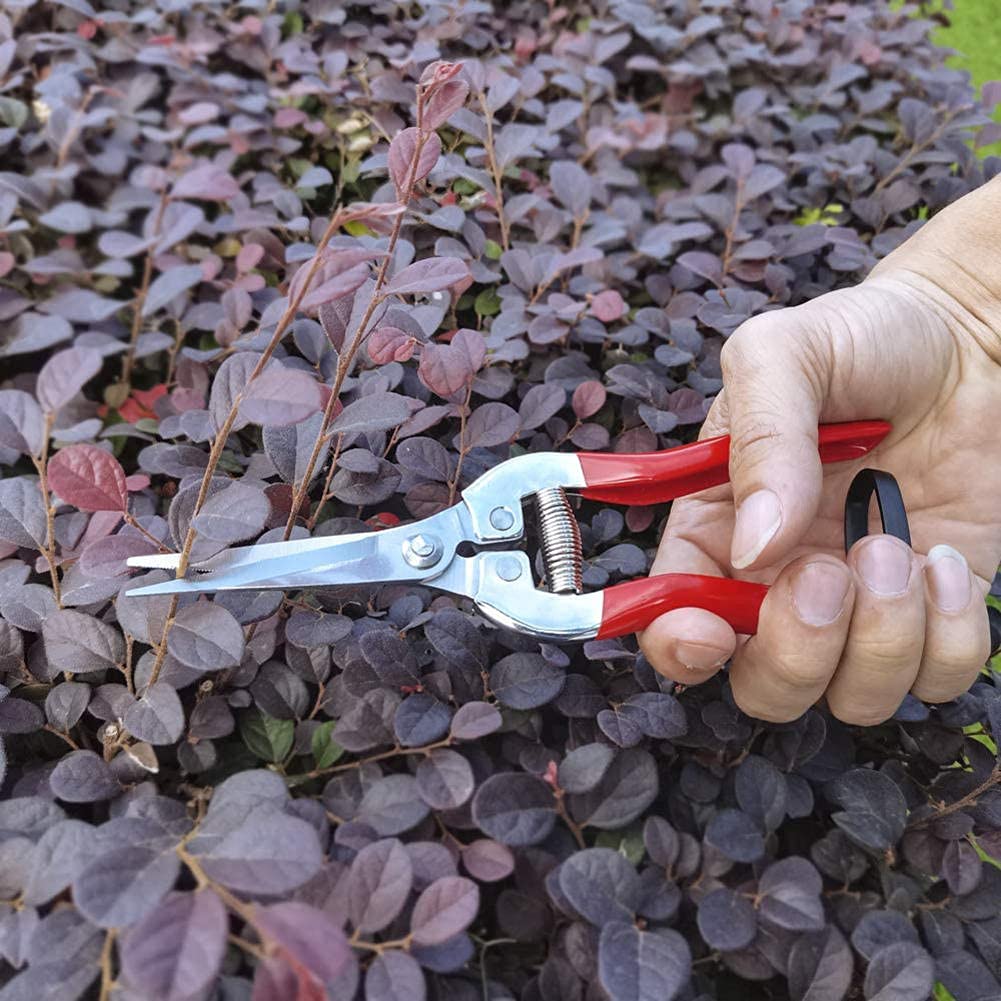 Gartenschere, Gartenschere, Gartenschere, Mikro-Spitzenschere, Blattschneider, gerade Floristenschere für Pflanzen