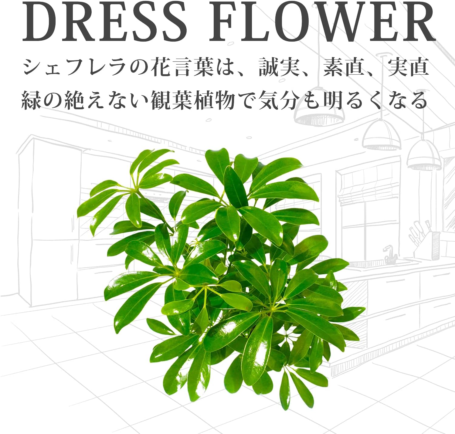 最大74 オフ シェフレラ カポック 黒砂利 土を使っておらず衛生的 観葉植物 おしゃれ 清潔感 本物 ミニ インテリア 花言葉 誠実 素直 Inter Altitude Co Th
