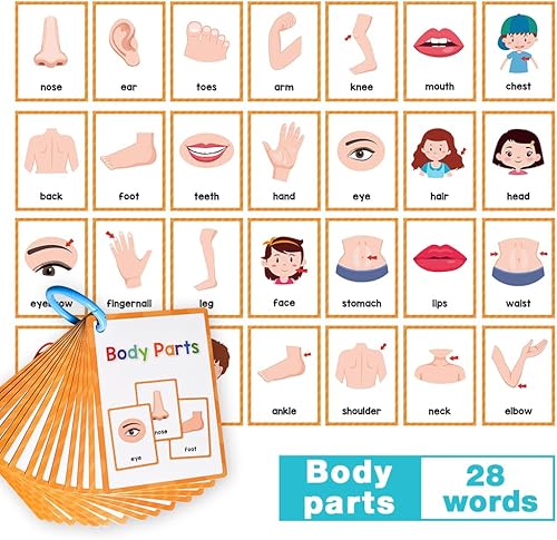 Miniatura 9 de Tarjetas didácticas de aprendizaje de partes del cuerpo, palabras de alta frecuencia, lectura inicial, jardín de infantes a 1er grado, materiales de