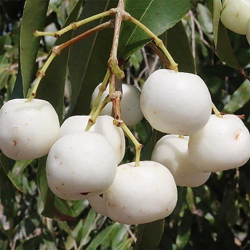 Miniatura 2 de QAUZUY GARDEN 20 semillas de manzana blanca raras (Malus Domestica) Semillas de manzano raras sin OMG, extremadamente resistentes, de maduración
