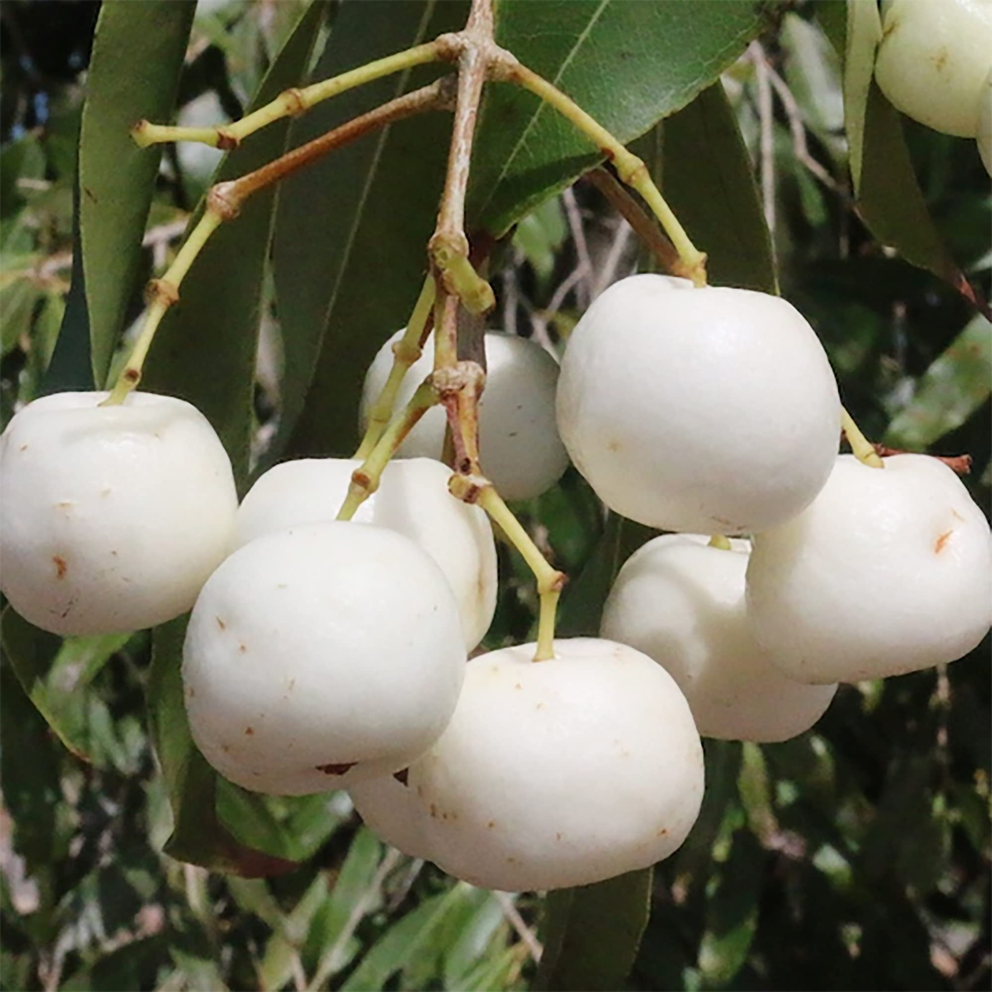 Best Deal for QAUZUY GARDEN 20 Rare White Apple Seeds (Malus