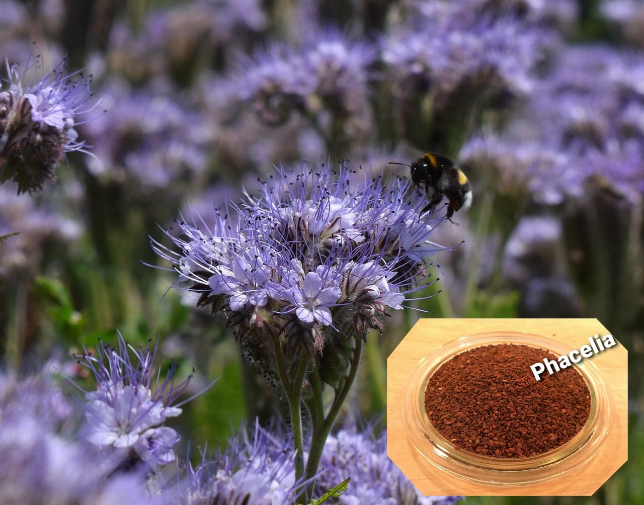 Phacelia 10 kg Bienenweide Saatgut Imkerpflanze