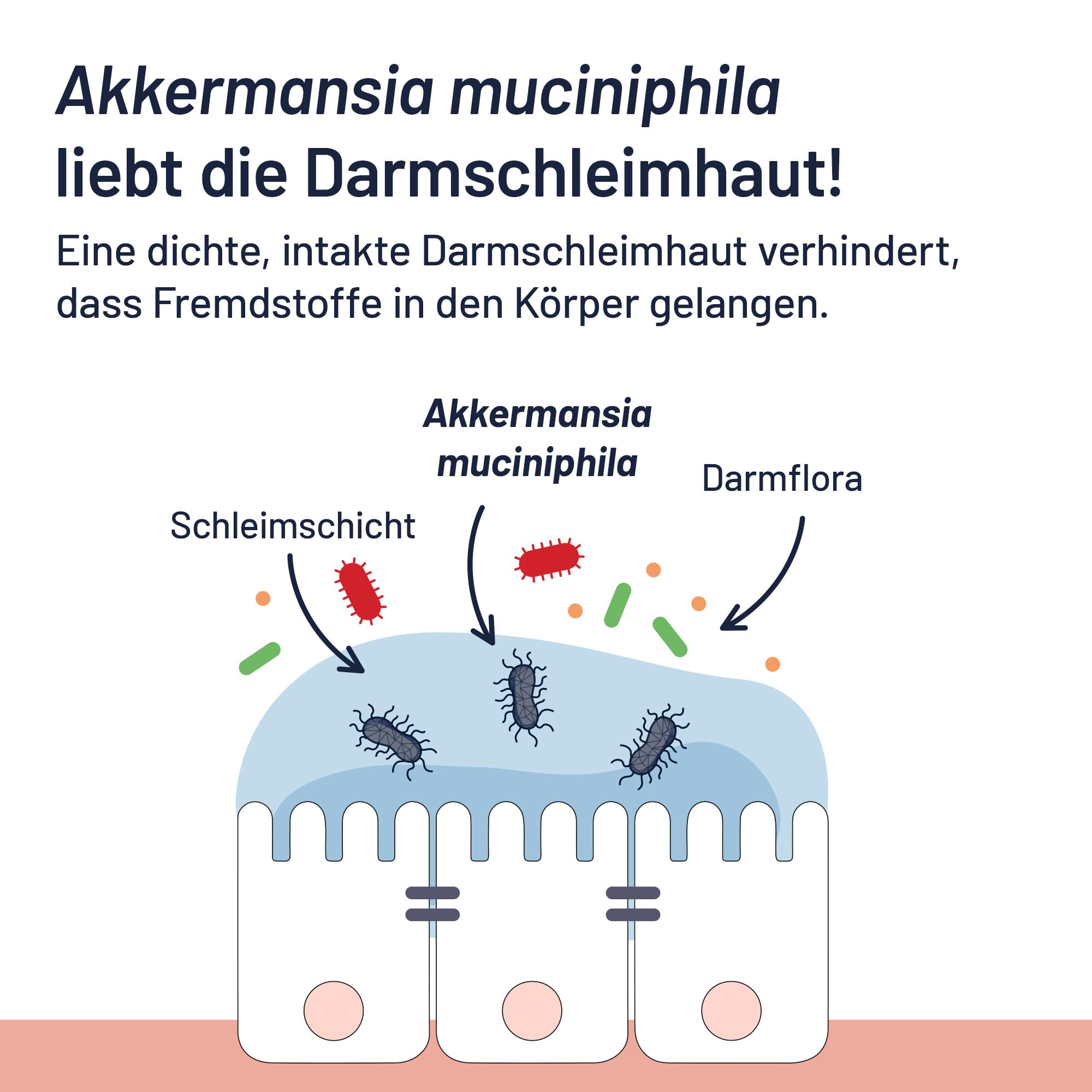 ProBio-Cult AKK1 Darm-Mukosa Pro mit 30 Mrd. pasteurisierten Akkermansia MucT® | 30 Tabletten | Für eine intakte Darmschleimhaut und -barriere | vegan, laktosefrei, glutenfrei
