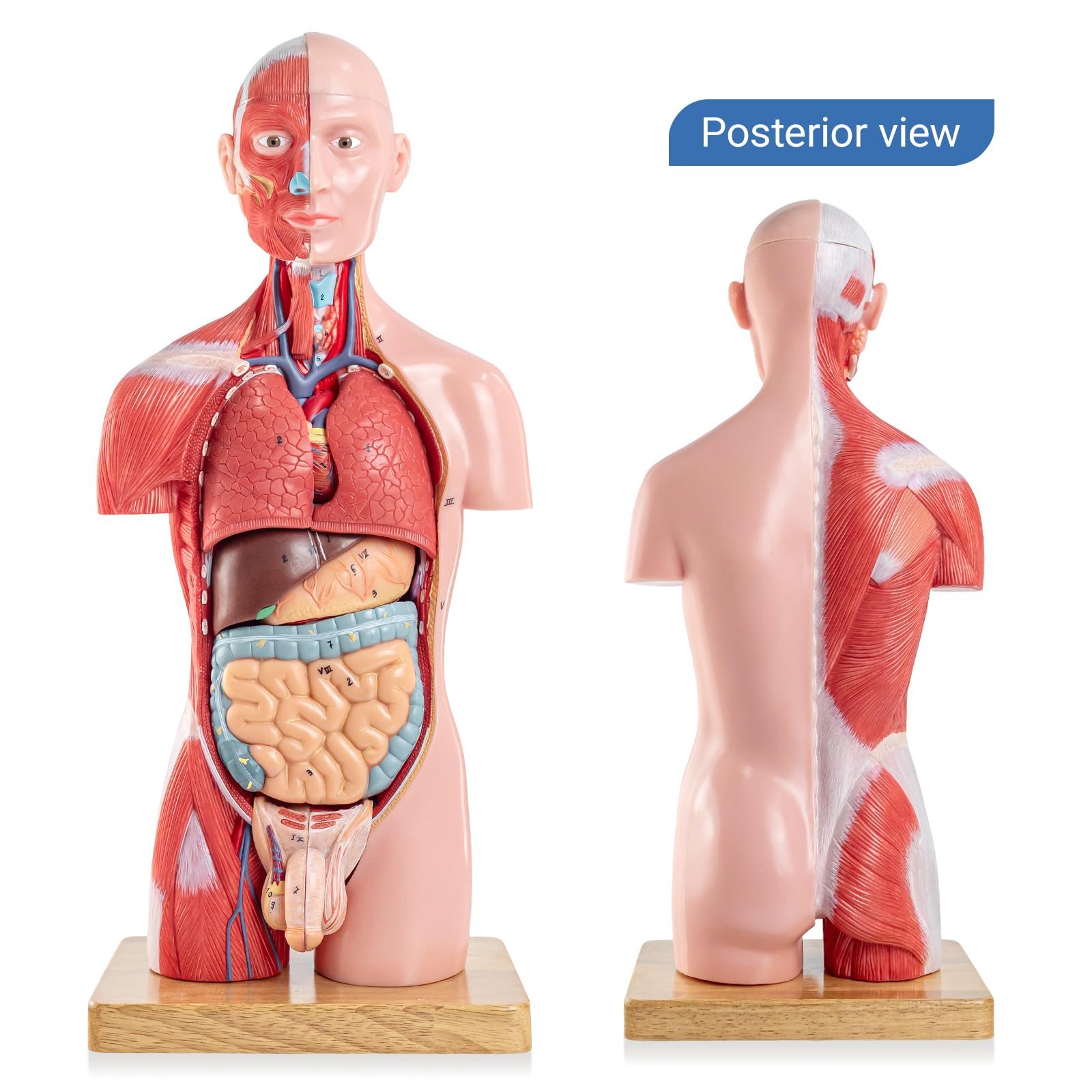 16 Stück Abnehmbares 17 Zoll Menschliches Torso Anatomie Modell mit Herzkopf Schädel Gehirn Skelett Modell für Medizinstudent, Menschlichen Körper Deluxe Muskulatur Modell, Lab & Klassenzimmer Verwend
