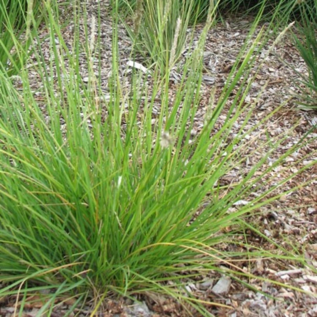 Sesleria autumnalis – 24 rośliny, Ø 9 cm, wysokość 10-25 cm, mrozoodporna trawa ozdobna, złotobrązowa jesienna kolorystyka, łatwa w pielęgnacji, do grządek, ogrodu skalnego i ogrodu naturalnego