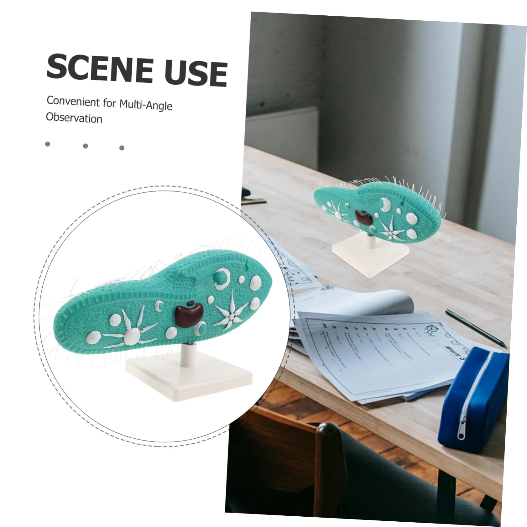Biologie Unterrichtshilfe Protozoenmodell mit Stabilem PVC Standfuß und Detailliertem Ziliendesign für Biologieunterricht in Mittelstufe