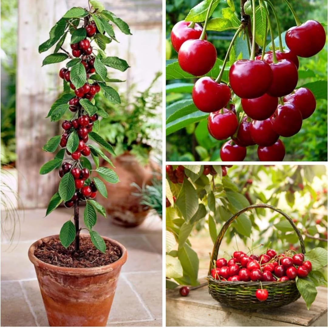 Cloud Farm Live Cherry Fruit/Black Tartarian Cherry/Sweetheart cherry 1 Healthy Live Fruit Plant CF_83