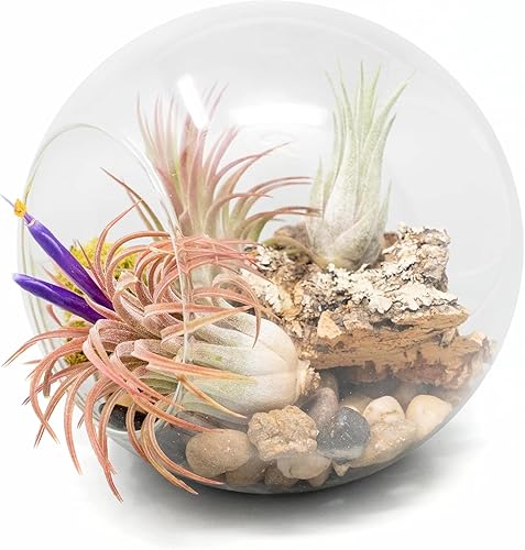 Kit grande de terrario de vidrio soplado a mano con 3 plantas de aire Ionantha - Planta suculenta de Tillandsia viva - Venta al por mayor y a granel
