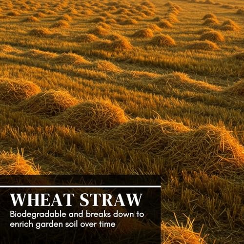 Miniatura 6 de Paja de trigo 100% natural para ropa de cama de animales, mantillo de jardín, abono y fertilizante, y cubierta de césped (15 libras)