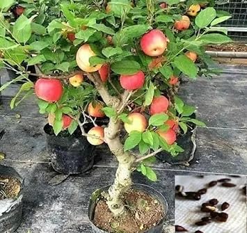 Apple Plant Hybrid, Pack of 1