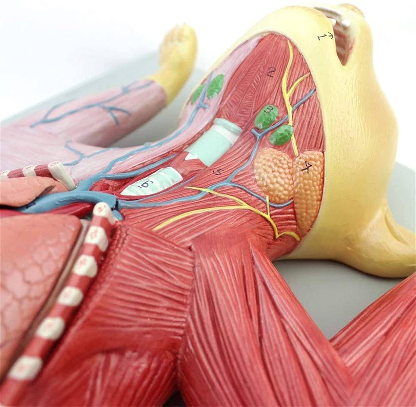 Model Kota Anatomiczny Narząd Mascoty Wewnętrznej Nerw Nauczanie Hodowli Zwierząt Weterynariusze, Szkolenie Medyczne, Modele Medyczne I Materiały Edukacyjne
