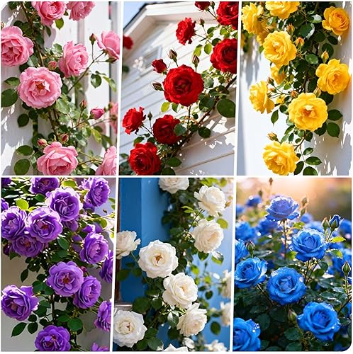 Miniatura 2 de Más de 300 semillas de rosales trepadoras para plantar al aire libre: planta con flores perennes para enrejados, cenadores, bordes de jardín