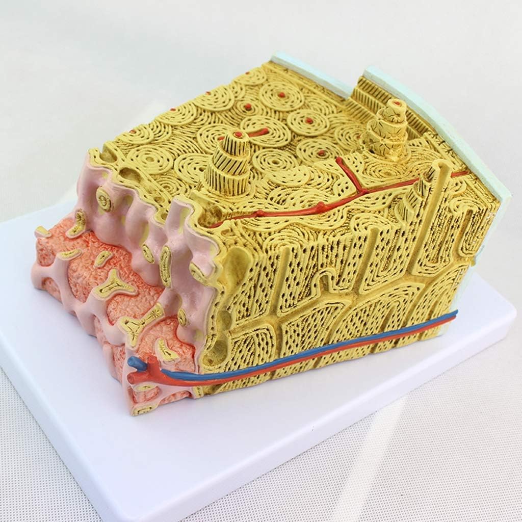 Educational Model Human Bone Structure Model Bone Philippines | Ubuy