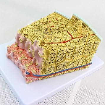 Educational Model Human Bone Structure Model Bone Marrow Structure Magnification Model Human Bone Marrow Micro Structural Anatal Model,Medical Models