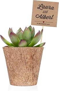 Pack de 36 Plantas suculentas echeveria Bio