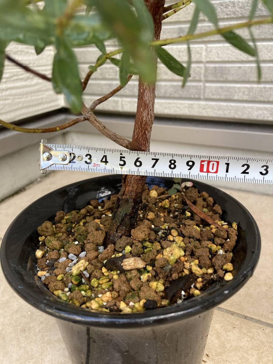 Amazon.co.jp: 超レアなかなか出ない美樹形『ユーカリアップル