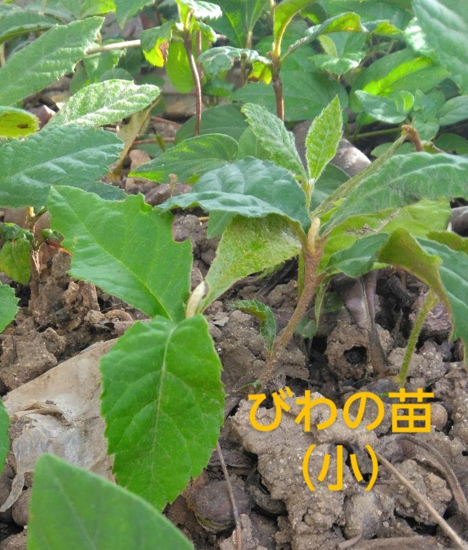 Amazon.co.jp: びわの苗 苗のみ(小)3本セット : DIY・工具 Amazon.co.jp: びわの苗 苗のみ(小)3本セット : DIY・工具