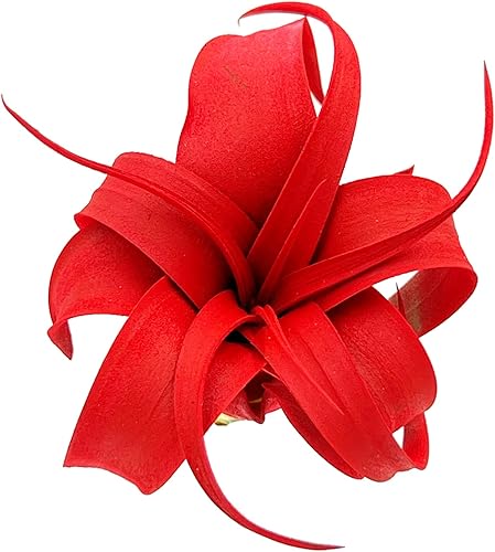 Miniatura 4 de ragnaroc Plantas de aire  Tillandsia Xerographica Pup teñido, grande 2-4 pulgadas (Jule Red)  1ct  Llegada viva garantizada  Plantas de interior