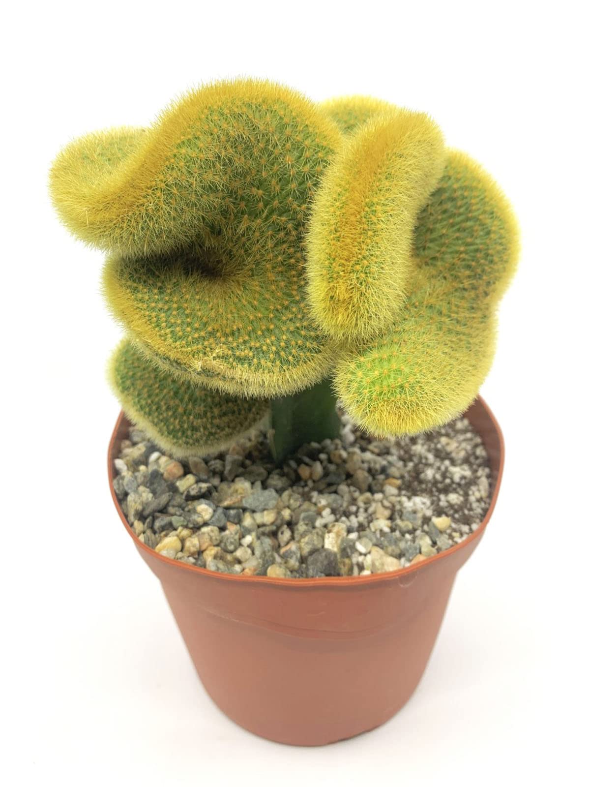 Amazon.com : Rare 6" Golden Cactaceae Crested Cactus-Hildewintera  Aureispina-Live Cactus Plant, Euphorbia Monstrose Cactus/Succulent. :  Patio, Lawn & Garden
